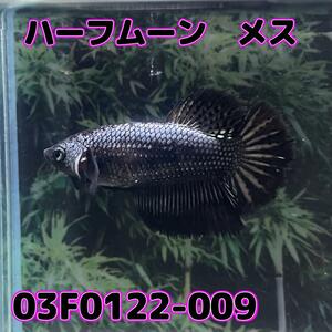 ベタ　ショーベタ　メス　ブラックドラゴン　03F0122-009　ハーフムーン　熱帯魚　生体