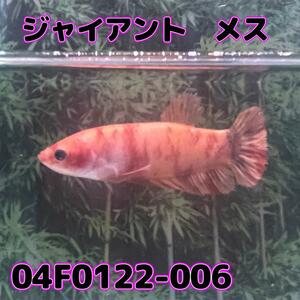 ベタ　ジャイアントプラカット　メス　コイカラー　04f0122-006　生体　熱帯魚