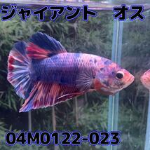 ジャイアントプラカット　オス　ファンシー　04M0122-023　生体　熱帯魚_画像2