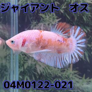 ジャイアントプラカット　オス　コイカラー　04M0122-021　生体　熱帯魚