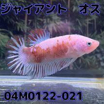 ジャイアントプラカット　オス　コイカラー　04M0122-021　生体　熱帯魚_画像4