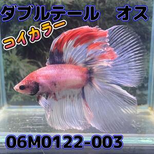 ベタ　ダブルテール　オス コイカラー　06M0122-003　フルムーン　生体　熱帯魚