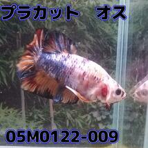 ベタ　プラカット　オス　コイカラー　05M0122-009　生体　熱帯魚_画像2