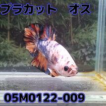 ベタ　プラカット　オス　コイカラー　05M0122-009　生体　熱帯魚_画像4