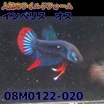 ベタ　ワイルド　オス　インベリス　08M0122-020　 熱帯魚　生体_画像4