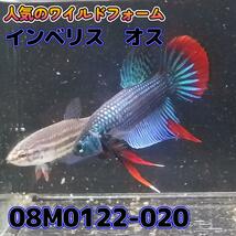 ベタ　ワイルド　オス　インベリス　08M0122-020　 熱帯魚　生体_画像3