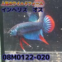 ベタ　ワイルド　オス　インベリス　08M0122-020　 熱帯魚　生体_画像1