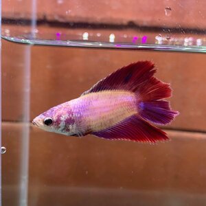 ベタ　ダブルテール　メス　ラベンダー　06F0122-002　熱帯魚　生体