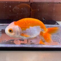 【新春セール】　更紗ランチュウ　約9cm±　タイ産　1点物　雌雄の指定不可　らんちゅう　金魚　生体　さらさ_画像4