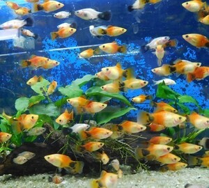 【新春セール】　熱帯魚　各種プラティMIX　10匹　+1匹おまけ付　※カラー指定不可　ミックス　ワグプラティ　1400円→1280円