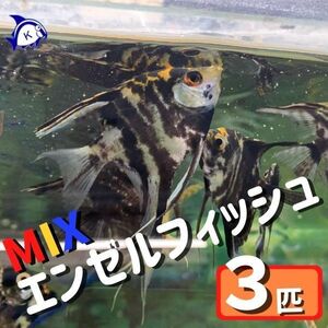 【新春セール】熱帯魚　ミックスエンゼルフィッシュ　色はお楽しみ　3匹　約3-6cm　※カラー/雌雄の指定不可　2350円→1980円