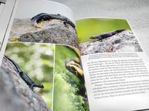 ＜洋書＞ドイツ　在来両生類の不思議な世界『Wunderwelt heimische Amphibien』～全20種の写真、両生類の保護、両生類にやさしい庭_画像8