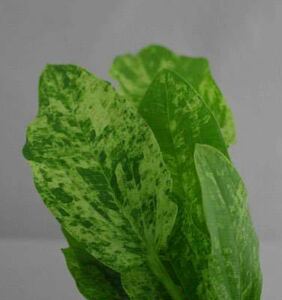  Echinodorus * marble Queen (1 stock )