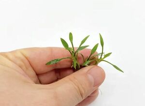  rare Mini type Cryptocoryne pigmi-3 stock less pesticide 