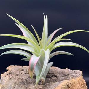 Tillandsia ‘Domingo's Beauty’ チランジア ドミンゴズビューティ バンハイ交配種 ティランジア イオナンタ ブロメリア