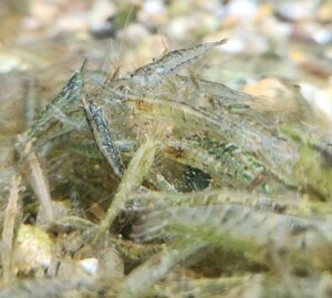 ミナミヌマエビ　80匹　苔取り　こけとり　水草水槽　アクアリウム