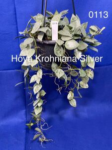 0113 ホヤ Hoya クローニアナシルバー KrohnianaSilver 大株