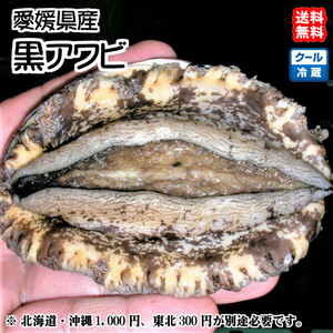 黒アワビ 2~5個で400~500g 愛媛 浜から直送 送料無料 北海道/沖縄/東北は別途送料 宇和海の幸問屋