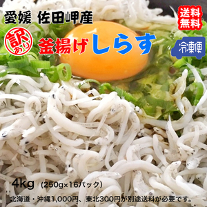 釜揚げしらす 訳あり 4kg (250g×16p） 冷凍便 愛媛 佐田岬産 浜から直送 無添加/無着色 送料無料 北海道/沖縄/東北は別途送料