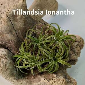 tillandsia ionantha ティランジア イオナンタ エアプランツ 流木付き No.72の画像1