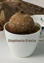 塊根植物　 stephania erecta　ステファニア　エレクタ　コーデックス　3号ポット　No112_画像1