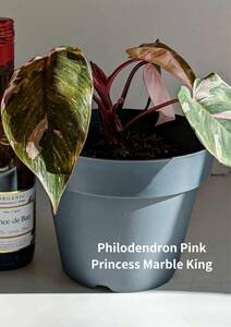 希少品種　宝石　フィロデンドロン　ピンクプリンセス　マーブルキング　Philodendron pink princess　marble king 　7号ポット　No.60