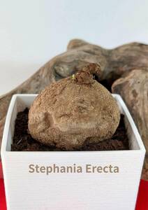 塊根植物　 stephania erecta　ステファニア　エレクタ　コーデックス　Np129