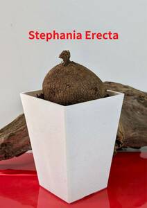 塊根植物　 stephania erecta　ステファニア　エレクタ　コーデックス　No131