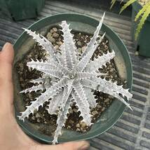 500円スタート!! Dyckia-Heaven&Hell × Bone ディッキア-ヘブンアンドヘル × ボーン_画像4