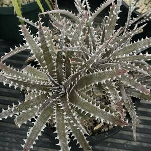 500円スタート!! Dyckia-Arizona F2 ディッキア-アリゾナF2 