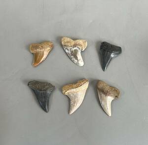 サメの歯　化石　メガロドン　6点まとめ　