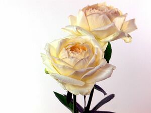 薔薇挿し苗　イヴ系