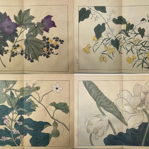 四季の花 全十巻揃 復刻版 酒井抱一 鈴木其一 中野其明 1980年 大日本絵画 定価20万5千円 画集 江戸絵画 和本 植物画 ボタニカルアートの画像4