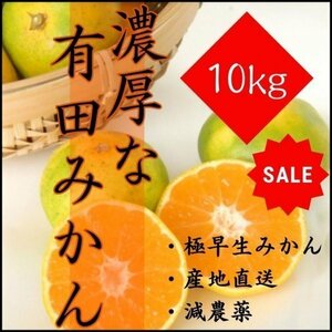 個数限定！有田みかん 極早生みかん 10kg 減農薬 産地直送 濃厚 甘い 高糖度 期間限定