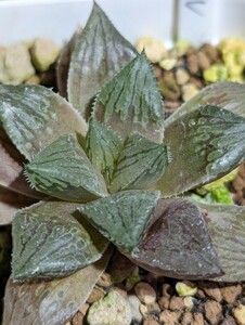 Haworthia 'Redbull'　交配（アトロフスカ×オブツーサ）ハオルチア　美紫色