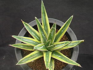 ★奈研★サボテン・多肉植物★65★ アガベ　笹の雪錦（鮮明黄覆輪）Agave victoria-reginae varieg. 約W 11.6cm