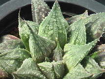 ★奈研★サボテン・多肉植物★83★ ハオルシア‘鬼武者’　Haworthia　dimorpha　hyb.‘onimusha’約W10.0 cm_画像3