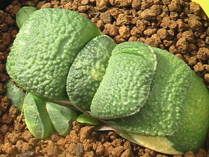 ★奈研★サボテン・多肉植物★336★ ガステリア　臥牛錦（軍配系）Gasteria　armstrongii varieg.　約W6.1 cm