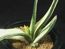 ★奈研★サボテン・多肉植物★420★ガステリア　春鶯囀錦　 Gasteria　batesiana varieg.約W 18.0cm_画像5