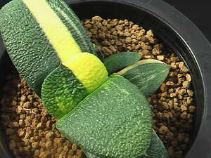 ★奈研★サボテン・多肉植物★422★ ガステリア　臥牛錦　Gasteria　armstrongii varieg.　約W 9.7cm