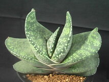 ★奈研★サボテン・多肉植物★424 ★ガステリア　恐竜　　Gasteria pillansii 　hyb.　　約W13.8 cm_画像5