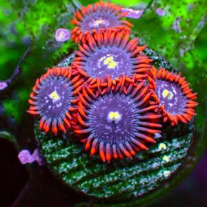 《 USA マメスナ 》Fire and Ice 5 Polyp サンゴ フラグ 同梱可能 マメスナギンチャク