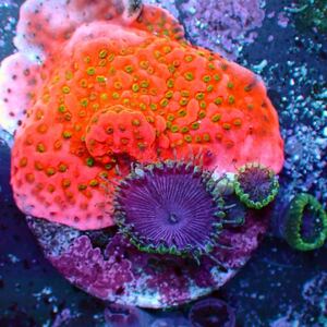《 USA マメスナ 》 Purple Death 3 Polyp & Tropic Thunder Montipora コモン サンゴ フラグ 同梱可能 マメスナギンチャク