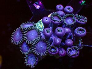《 USA マメスナ 》 Tubbs Blue colony サンゴ フラグ 同梱可能 マメスナギンチャク