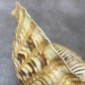 ホラ貝 法螺貝 ほら貝 置物 オブジェ 飾り 全長約27cm インテリア 魔除け 笛 密教 道具の画像8