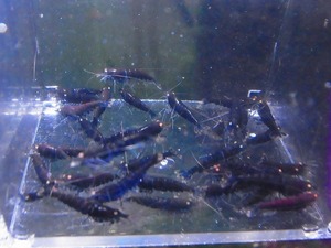 Golden-shrimp　　ブラックダイヤゴールデンアイ赤錆系水槽より30匹繁殖セット　発送日は金土日のみ