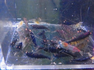 Golden-shrimp　　ゴールデンアイMIX30匹繁殖セット　発送日は金土日のみ
