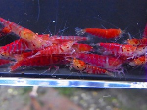 Golden-shrimp　　ハイグレードレッドゴールデンアイ30匹繁殖セット　発送日は金土日のみ