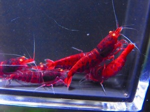 Golden-shrimp　　特選レッドダイヤゴールデンアイ10匹繁殖セット　発送日は金土日のみ