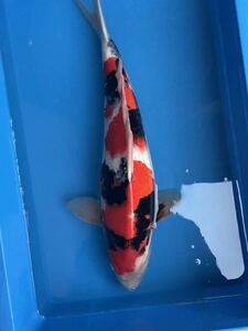 錦鯉　3歳　市松模様に入った墨に惹かれました！　高津養魚場産　昭和三色　50㎝位　同梱不可